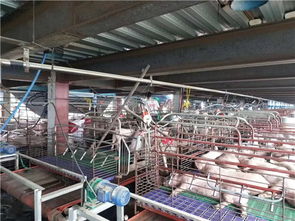 養豬場采暖設備選擇紐恩泰空氣能，為豬場提供冬季采暖服務