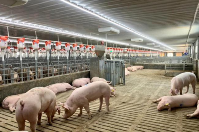 把握養豬業的黃金機會，成就你的創業夢想