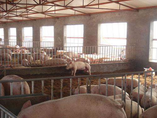 養豬場規模分類與核心設備配置