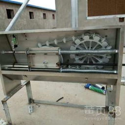 豬場自動化料線 養豬設備升級，邁向高效精準飼養新時代